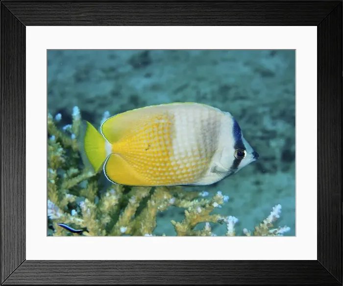 Framed Print : A yellow Sunburst Butterflyfish (Chaetodon kleinii) swimming over live coral in clear water Framed Print : A yellow Sunburst Butterflyfish (Chaetodon kleinii) swimming over live coral in clear water