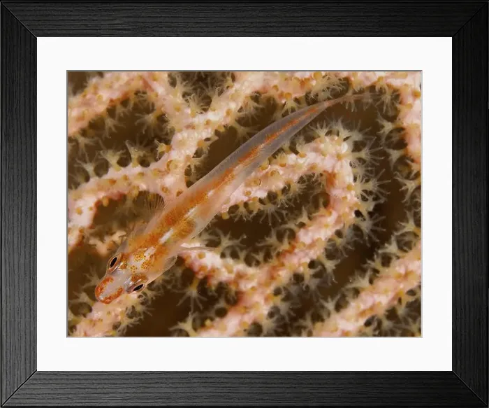 Framed Print : A small transparent fish, Mozambique ghost goby (Pleurosicya mossambica) Framed Print : A small transparent fish, Mozambique ghost goby (Pleurosicya mossambica)