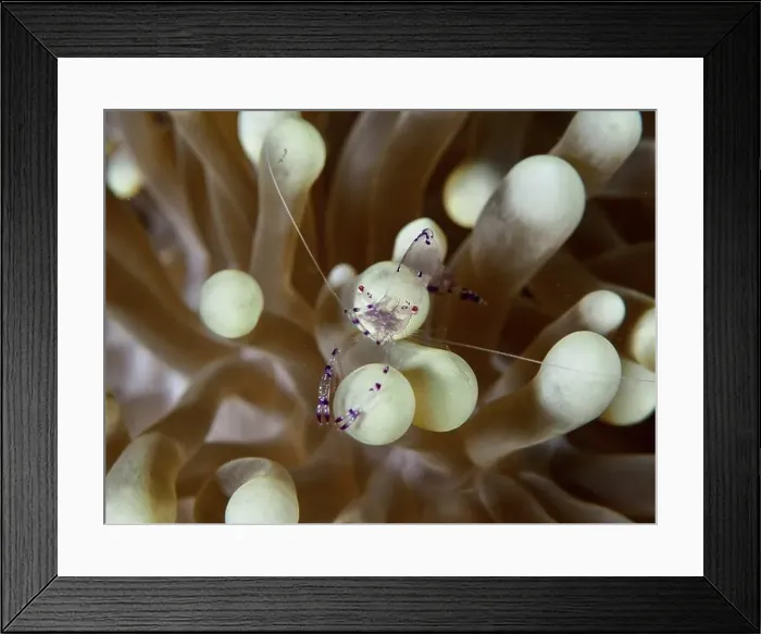 Framed Print : Transparent Saravati anemone partner shrimp (Ancylomenes sarasvati)