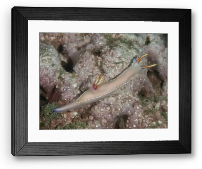 Framed Print : Long, slender star snail, Bullock's star snail (Hypselodoris bullockii)