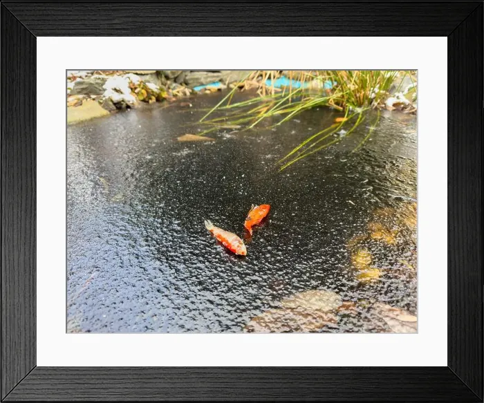 Framed Print : Goldfish froze to death in the garden pond in winter and lay on the ice Framed Print : Goldfish froze to death in the garden pond in winter and lay on the ice