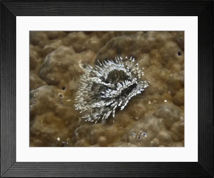Framed Print : Indo-Pacific tubeworm (Sabellastarte spectabilis) on a stony coral, dive site Prapat, Penyapangan, Bali, Indonesia, Asia Framed Print : Indo-Pacific tubeworm (Sabellastarte spectabilis) on a stony coral, dive site Prapat, Penyapangan, Bali, Indonesia, Asia