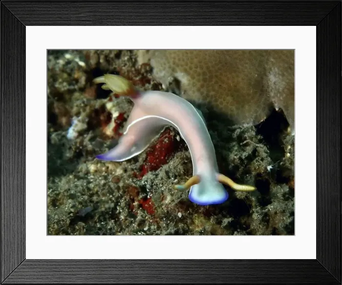 Framed Print : Curved star snail with pink-coloured body Framed Print : Curved star snail with pink-coloured body
