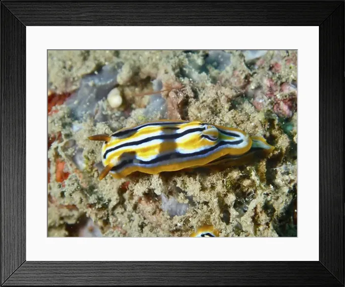 Framed Print : Lively sea snail with striped pattern Framed Print : Lively sea snail with striped pattern
