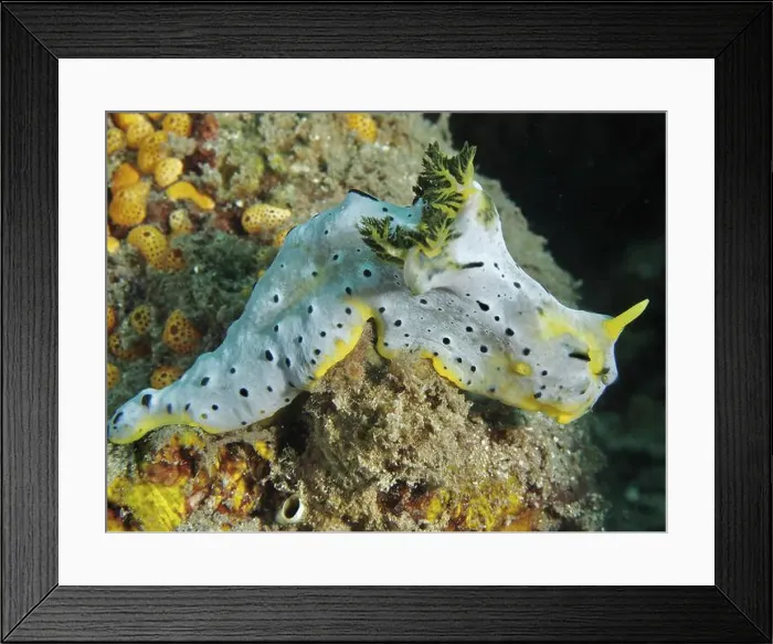 Framed Print : Grey nudibranch with black dots Framed Print : Grey nudibranch with black dots