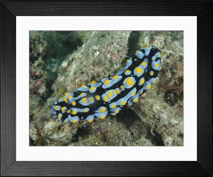 Framed Print : Coloured warty snail with contrasts Framed Print : Coloured warty snail with contrasts