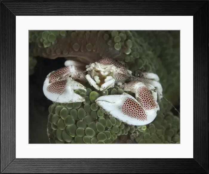 Framed Print : Spotted porcelain crab (Neopetrolisthes maculatus) resting on a soft sea anemone in the depths of the underwater world Framed Print : Spotted porcelain crab (Neopetrolisthes maculatus) resting on a soft sea anemone in the depths of the underwater world