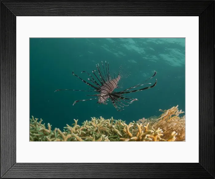 Framed Print : Lionfish (Pterois miles) in the Sea of the Philippines Framed Print : Lionfish (Pterois miles) in the Sea of the Philippines