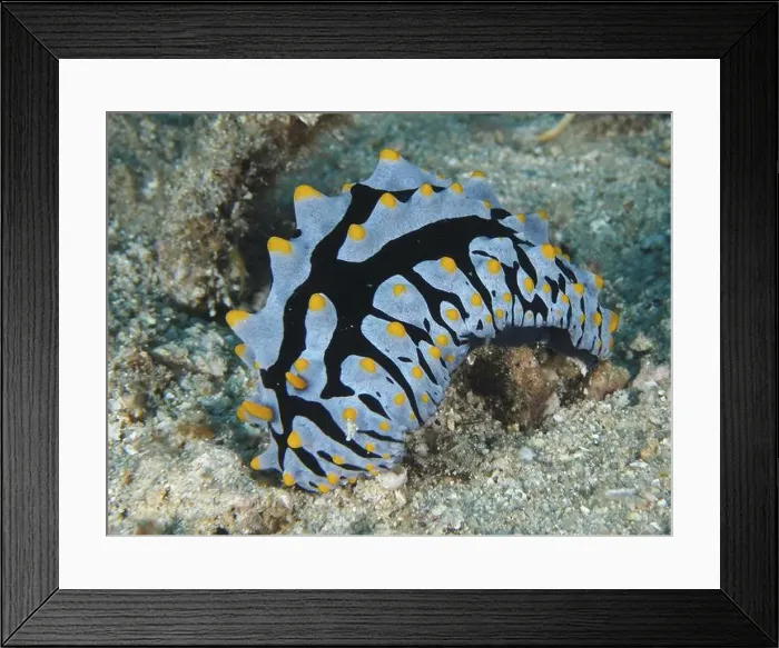 Framed Print : Vivid adrenal wartsnail (Phyllidia varicosa) with contrasting pattern on sand Framed Print : Vivid adrenal wartsnail (Phyllidia varicosa) with contrasting pattern on sand