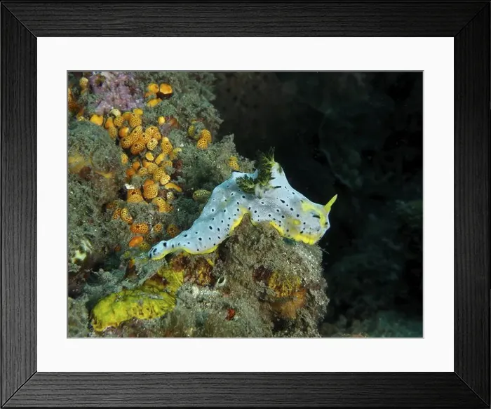 Framed Print : A grey banana nudibranch (Notodoris serenae) moves across the colourful seabed Framed Print : A grey banana nudibranch (Notodoris serenae) moves across the colourful seabed