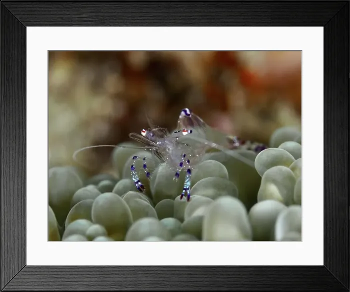 Framed Print : Transparent Saravati anemone partner shrimp (Ancylomenes sarasvati) sits on green