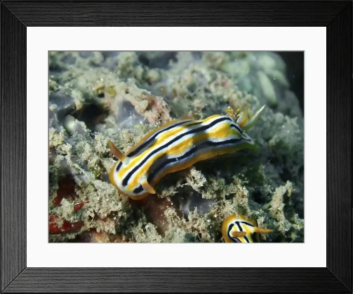 Framed Print : A shiny, striped nudibranch, Coleman's star snail (Chromodoris colemani) Framed Print : A shiny, striped nudibranch, Coleman's star snail (Chromodoris colemani)
