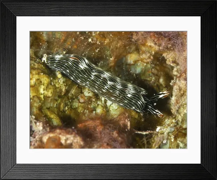 Framed Print : Striped nudibranch, gracile thuridilla (Thuridilla gracilis) Framed Print : Striped nudibranch, gracile thuridilla (Thuridilla gracilis)