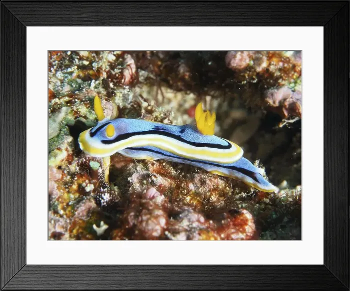 Framed Print : Blue-yellow sea snail, Elisabeth's Chromodoris (Chromodoris elisabethina) Framed Print : Blue-yellow sea snail, Elisabeth's Chromodoris (Chromodoris elisabethina)