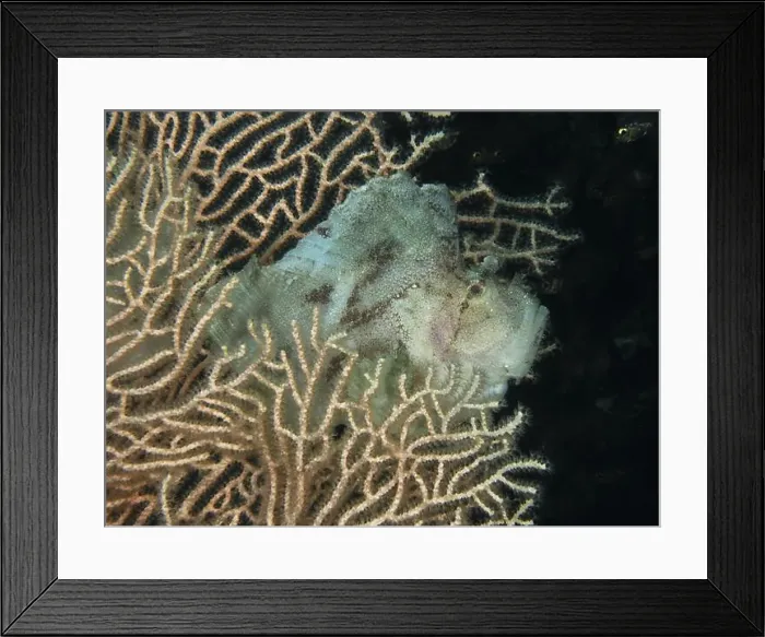 Framed Print : Camouflaged rocking fish (Taenianotus triacanthus) in the shape of a leaf between coral branches Framed Print : Camouflaged rocking fish (Taenianotus triacanthus) in the shape of a leaf between coral branches