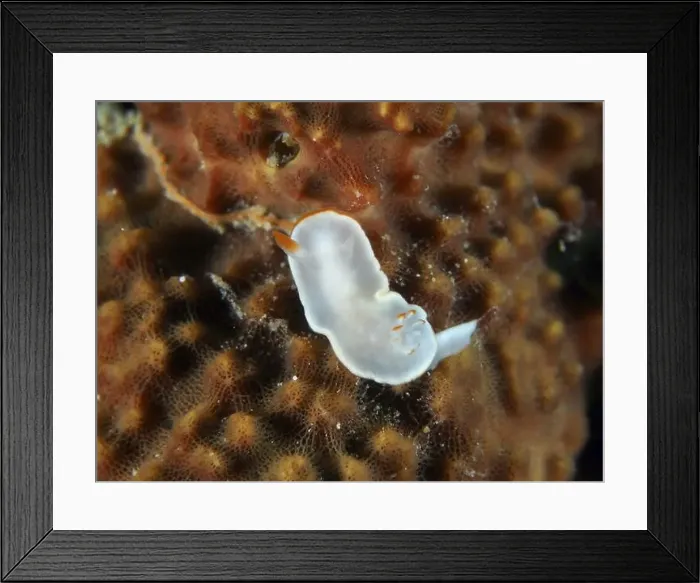 Framed Print : Transparent, white nudibranch with orange accents Framed Print : Transparent, white nudibranch with orange accents