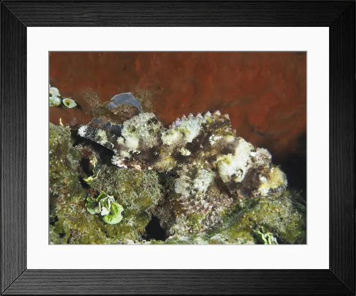 Framed Print : Camouflaged Papuan scorpionfish (Scorpaenopsis papuensis) in an underwater landscape with corals Framed Print : Camouflaged Papuan scorpionfish (Scorpaenopsis papuensis) in an underwater landscape with corals