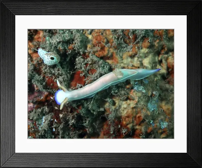 Framed Print : Elongated star snail, Bullock's star snail (Hypselodoris bullockii) Framed Print : Elongated star snail, Bullock's star snail (Hypselodoris bullockii)