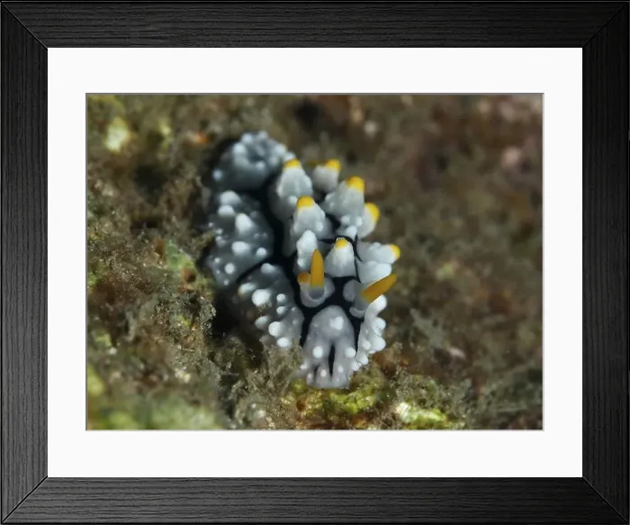 Framed Print : Adder wartsnail (Phyllidia varicosa) with orange-coloured tips on algae Framed Print : Adder wartsnail (Phyllidia varicosa) with orange-coloured tips on algae
