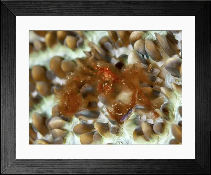 Framed Print : An orang-utan crab (Achaeus japonicus) with long hairs on a coral Framed Print : An orang-utan crab (Achaeus japonicus) with long hairs on a coral