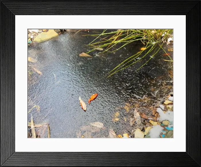 Framed Print : Koi Fish froze to death in the garden pond in winter and lay on the ice Framed Print : Koi Fish froze to death in the garden pond in winter and lay on the ice