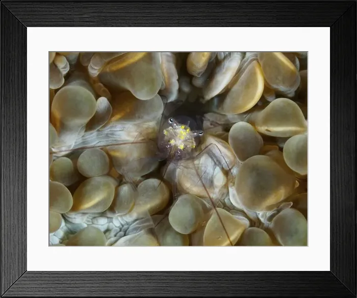 Framed Print : Underwater photo of a Smits bubble coral shrimp (Palaemonella smiti) surrounded by orange-brown corals Framed Print : Underwater photo of a Smits bubble coral shrimp (Palaemonella smiti) surrounded by orange-brown corals