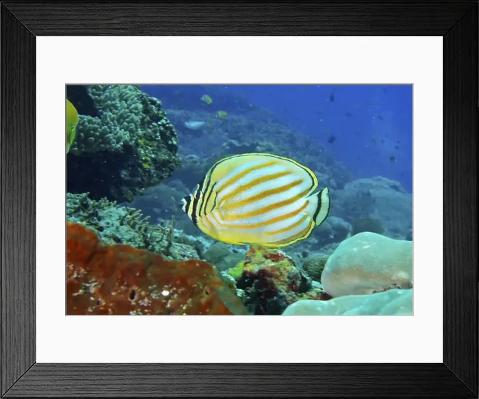 Framed Print : A bright yellow and white striped orange Banded butterflyfish (Chaetodon ornatissimus) in the coral reef Framed Print : A bright yellow and white striped orange Banded butterflyfish (Chaetodon ornatissimus) in the coral reef