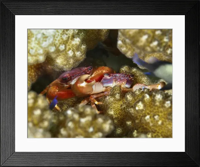 Framed Print : Pair of purple coral crab (Trapezia cymodoce) hiding between brown corals