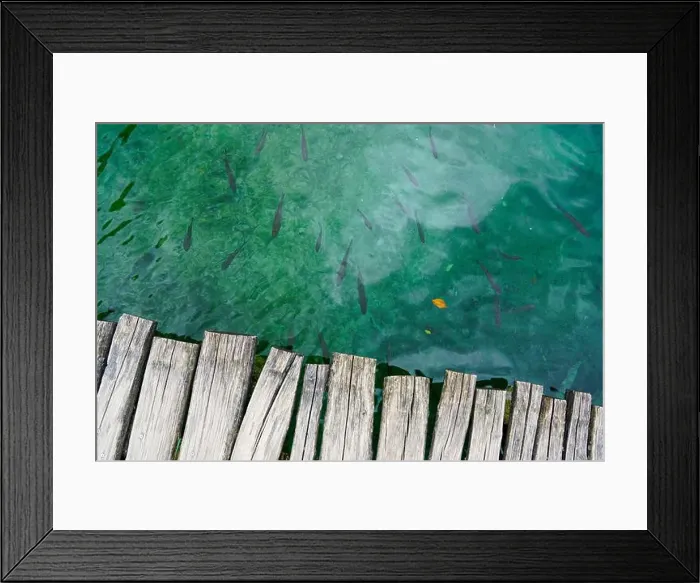Framed Print : Many fish swim in the greenish clear water next to a wooden boardwalk, a big group of fish under water Framed Print : Many fish swim in the greenish clear water next to a wooden boardwalk, a big group of fish under water