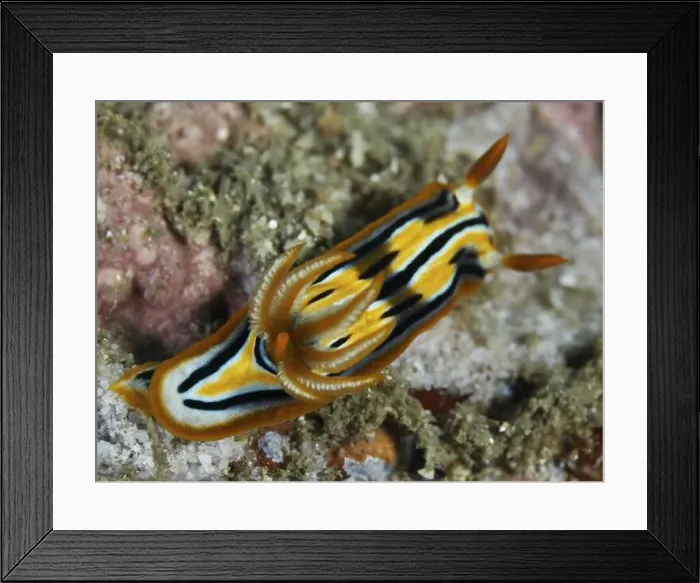 Framed Print : A sea snail with vivid stripes Framed Print : A sea snail with vivid stripes