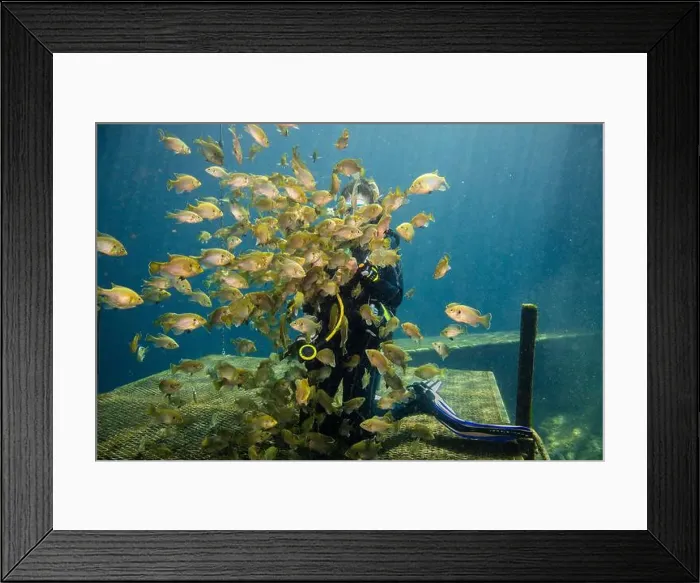 Framed Print : Female scuba diver feeding a school of bluegill fish, Blue Grotto, Williston, Florida, USA