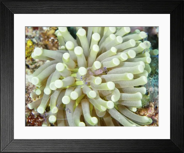 Framed Print : Transparent shrimp, graceful partner shrimp (Ancylomenes venustus) Framed Print : Transparent shrimp, graceful partner shrimp (Ancylomenes venustus)