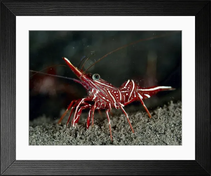 Framed Print : Red shrimp with stripe pattern Framed Print : Red shrimp with stripe pattern