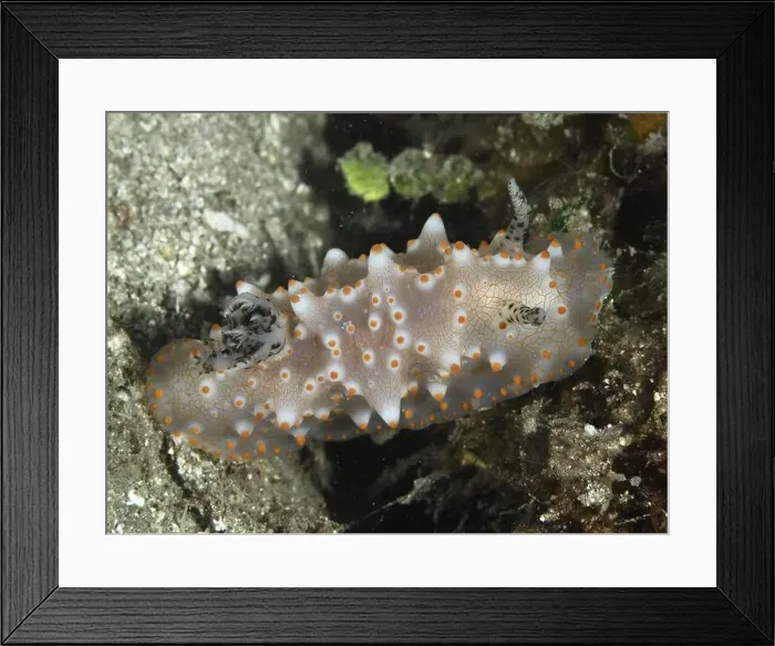 Framed Print : A detailed nudibranch with orange dots Framed Print : A detailed nudibranch with orange dots
