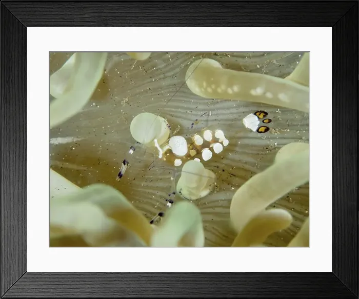 Framed Print : Peacock anemone shrimp (Ancylocaris brevicarpalis) between the tentacles of a sea anemone Framed Print : Peacock anemone shrimp (Ancylocaris brevicarpalis) between the tentacles of a sea anemone