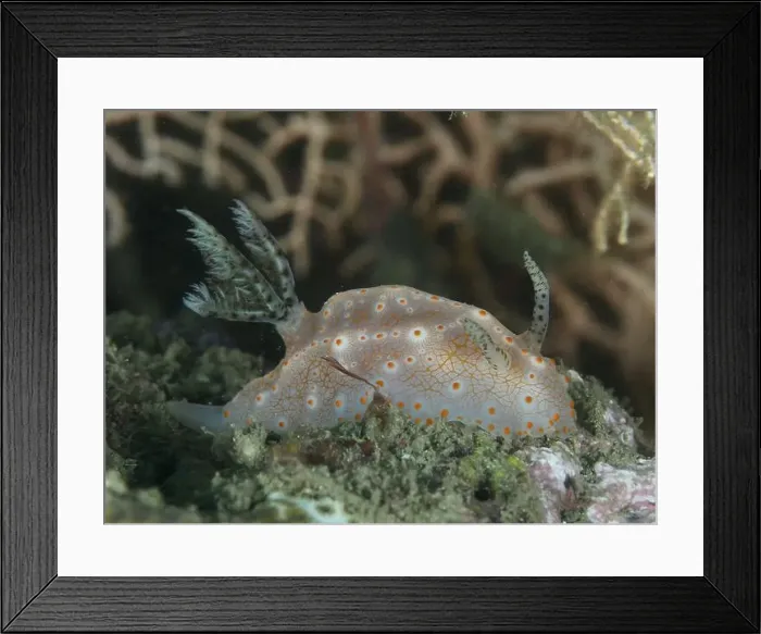 Framed Print : A nudibranch with orange dots, Batangas Halgerda Framed Print : A nudibranch with orange dots, Batangas Halgerda