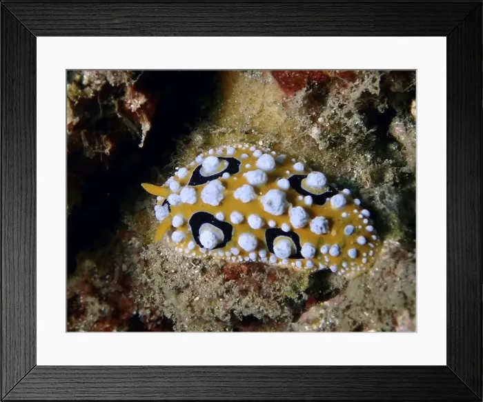 Framed Print : Decorative eyespot wart slug (Phyllidia ocellata) with yellow-black dots on the seabed
