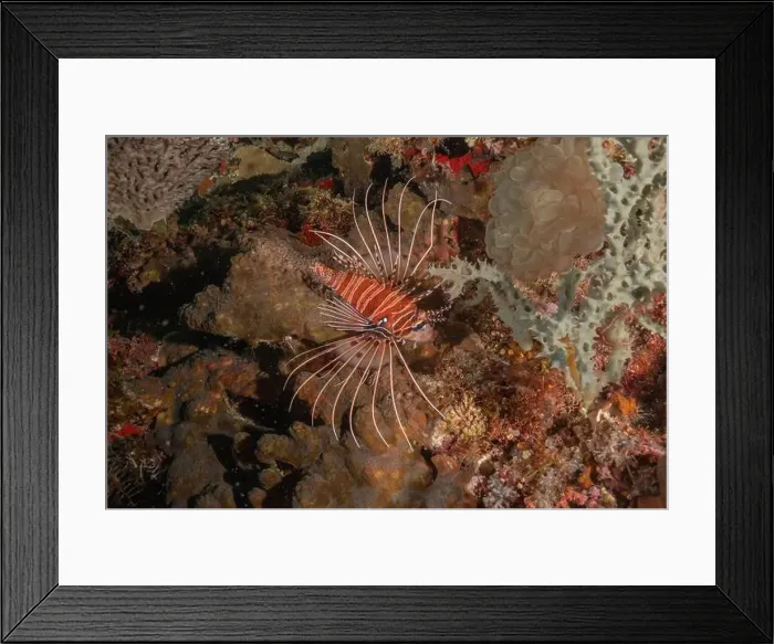 Framed Print : Lionfish (Pterois miles) in the Sea of the Philippines Framed Print : Lionfish (Pterois miles) in the Sea of the Philippines