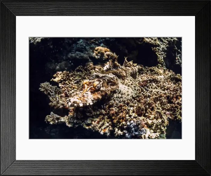 Framed Print : Stonefish hide and camouflage themselves on coral Framed Print : Stonefish hide and camouflage themselves on coral