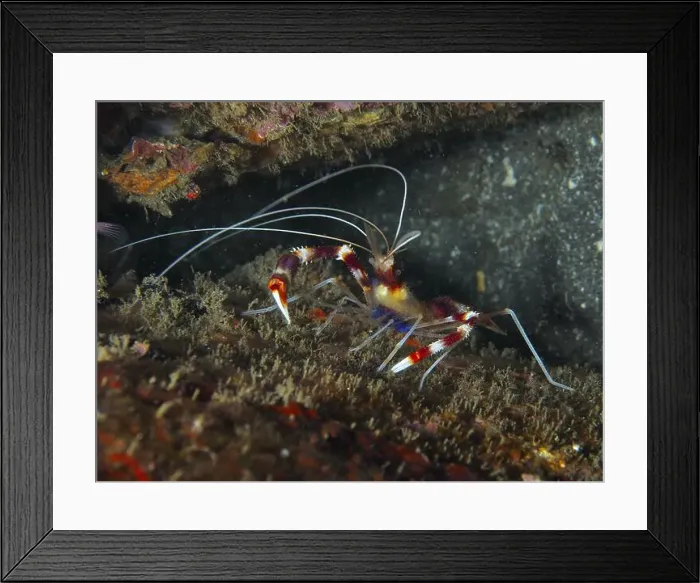 Framed Print : Colourful Banded Coral Shrimp (Stenopus hispidus) moving on a dark seabed Framed Print : Colourful Banded Coral Shrimp (Stenopus hispidus) moving on a dark seabed