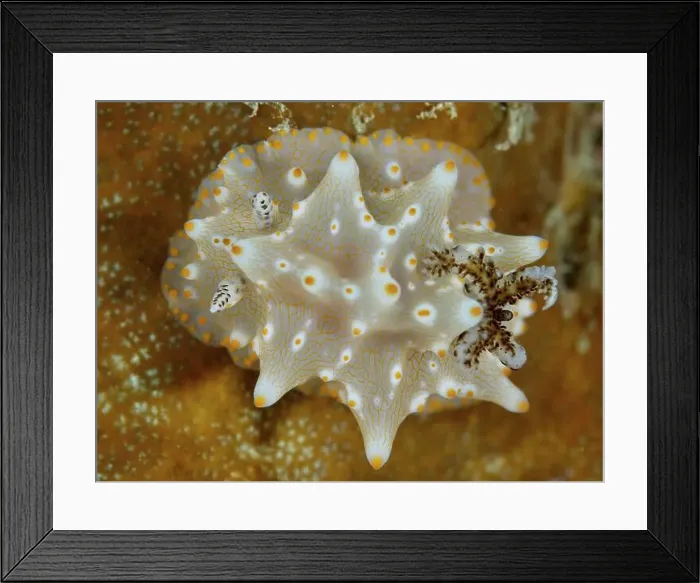 Framed Print : Nudibranch with fine patterns, Batangas Halgerda (Halgerda batangas) Framed Print : Nudibranch with fine patterns, Batangas Halgerda (Halgerda batangas)