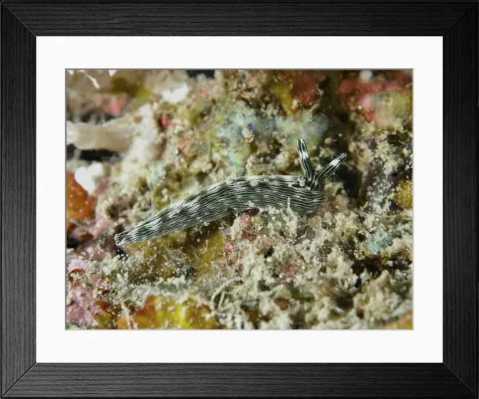 Framed Print : Striped nudibranch, gracile thuridilla (Thuridilla gracilis)