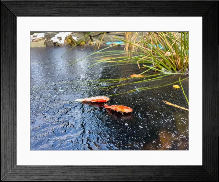 Framed Print : goldfish death in garden pond frozen cold winter Framed Print : goldfish death in garden pond frozen cold winter