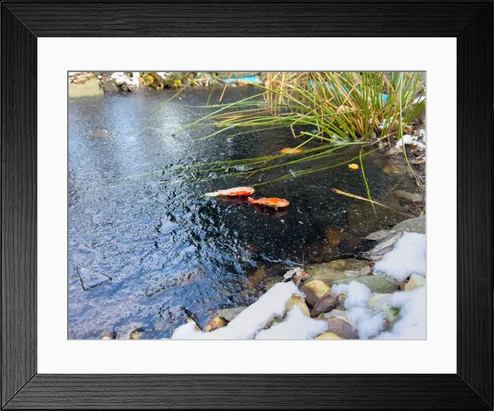 Framed Print : goldfish death in garden pond frozen cold winter Framed Print : goldfish death in garden pond frozen cold winter