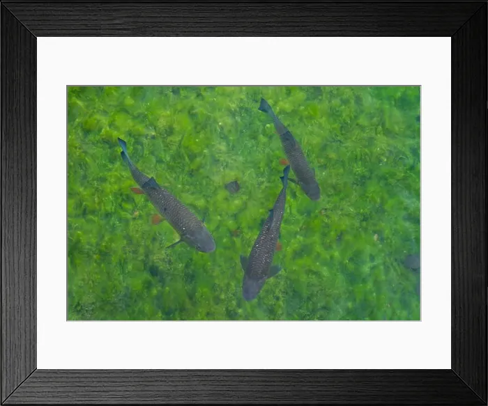 Framed Print : Group of fish swim in the greenish clear water, a group of fish under water Framed Print : Group of fish swim in the greenish clear water, a group of fish under water