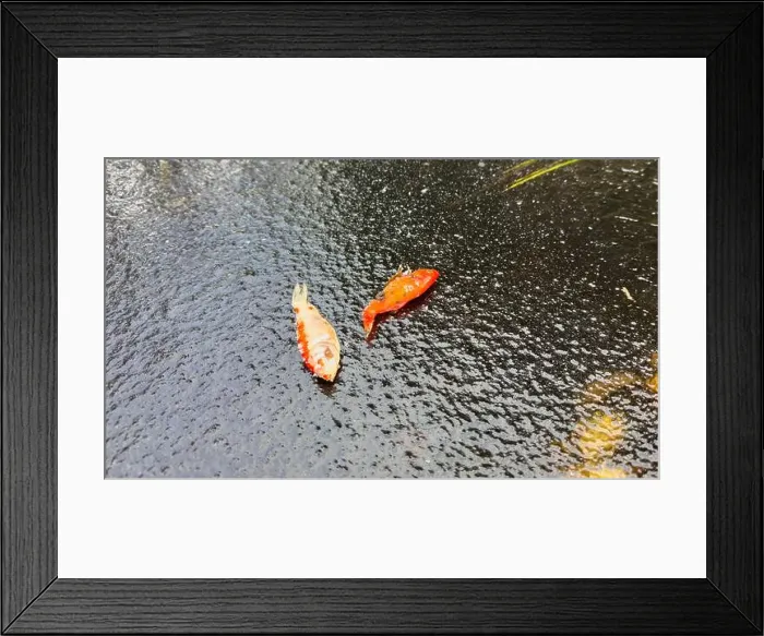 Framed Print : Koi Fish froze to death in the garden pond in winter and lay on the ice Framed Print : Koi Fish froze to death in the garden pond in winter and lay on the ice