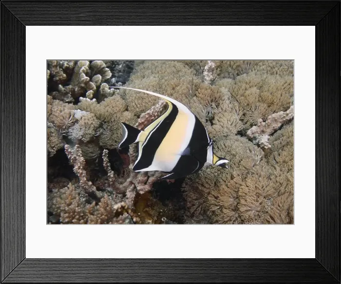 Framed Print : Black and white halterfish (Zanclus cornutus) swimming in front of a coral reef Framed Print : Black and white halterfish (Zanclus cornutus) swimming in front of a coral reef