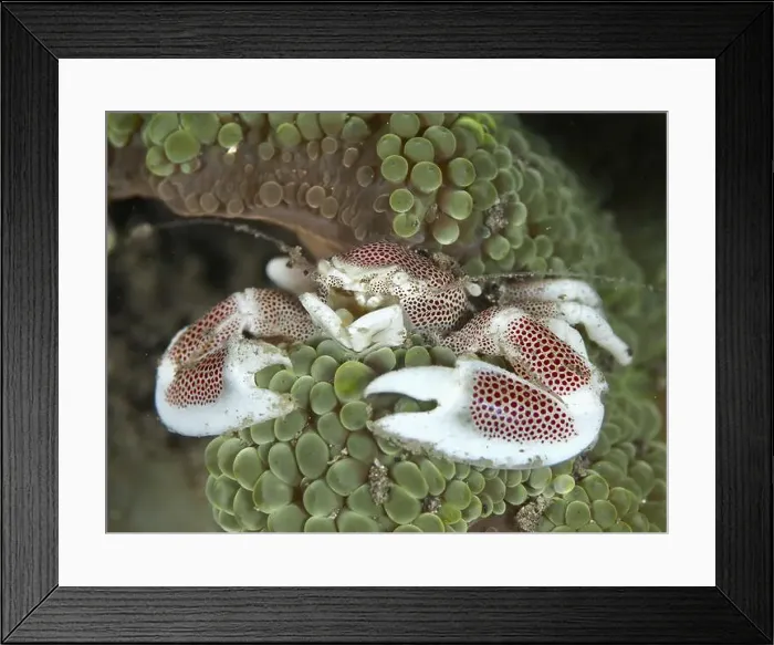 Framed Print : Crab with conspicuous pattern, spotted porcelain crab (Neopetrolisthes maculatus) Framed Print : Crab with conspicuous pattern, spotted porcelain crab (Neopetrolisthes maculatus)