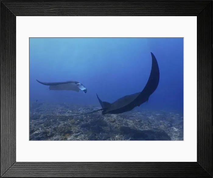 Framed Print : Two reef manta rays (Mobula alfredi) Framed Print : Two reef manta rays (Mobula alfredi)