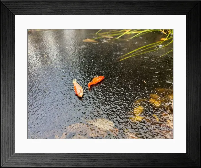Framed Print : Goldfish froze to death in the garden pond in winter and lay on the ice Framed Print : Goldfish froze to death in the garden pond in winter and lay on the ice